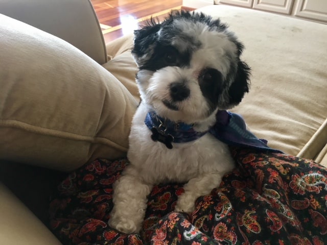 Tiwana puppy